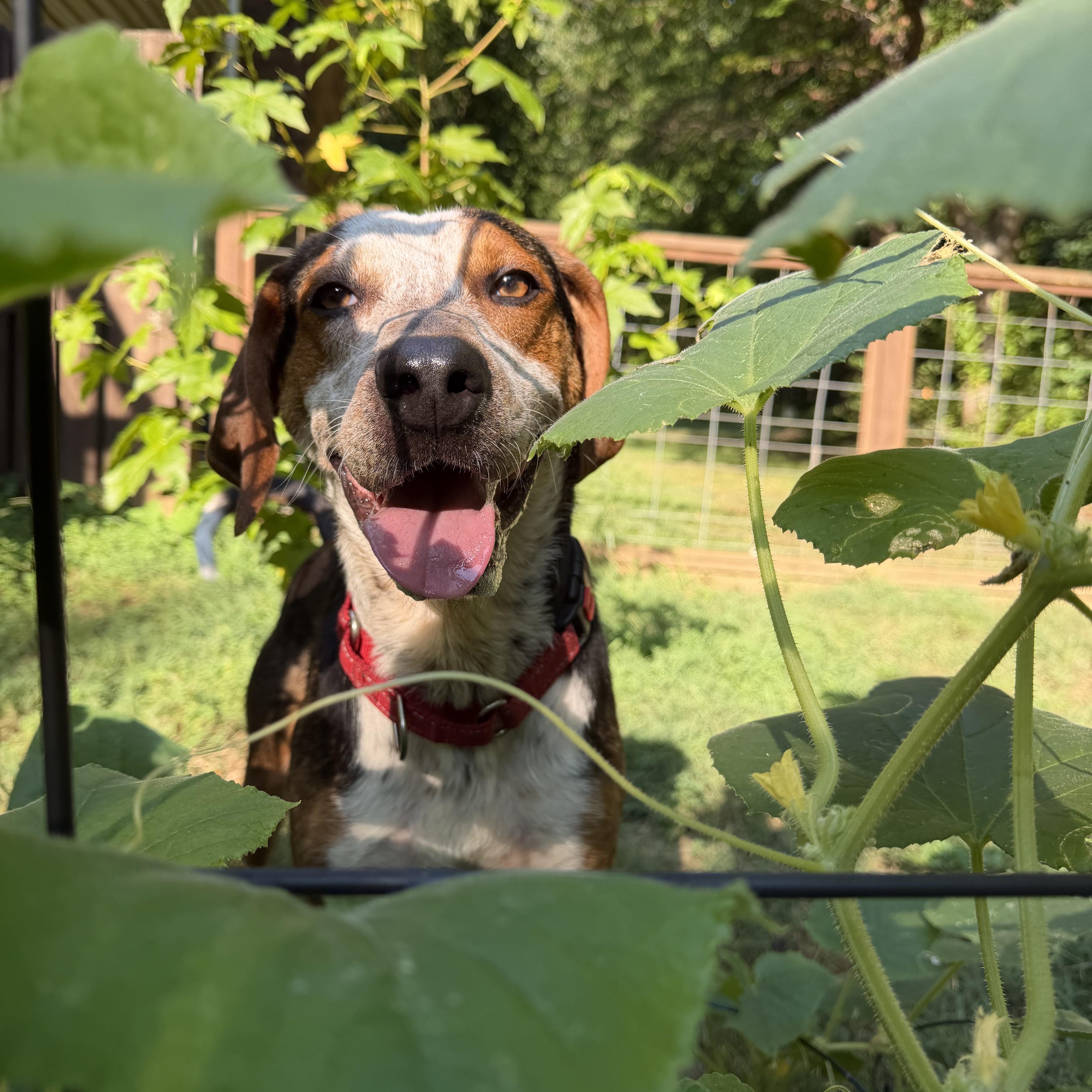 Enlarge Ace, a Adoptable mixed breed in Cornelius, NC image 5/5