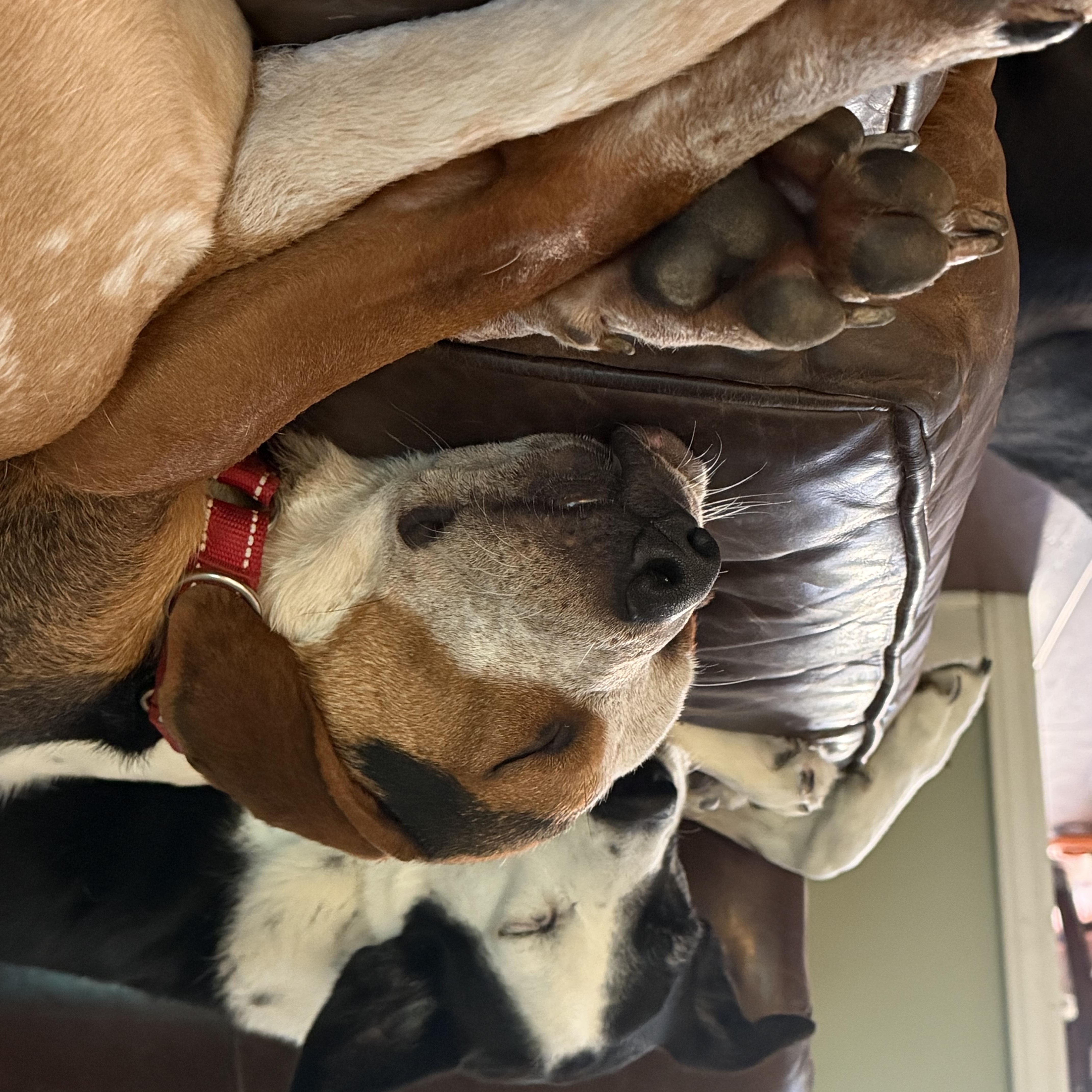 Enlarge Ace, a Adoptable mixed breed in Cornelius, NC image 3/5
