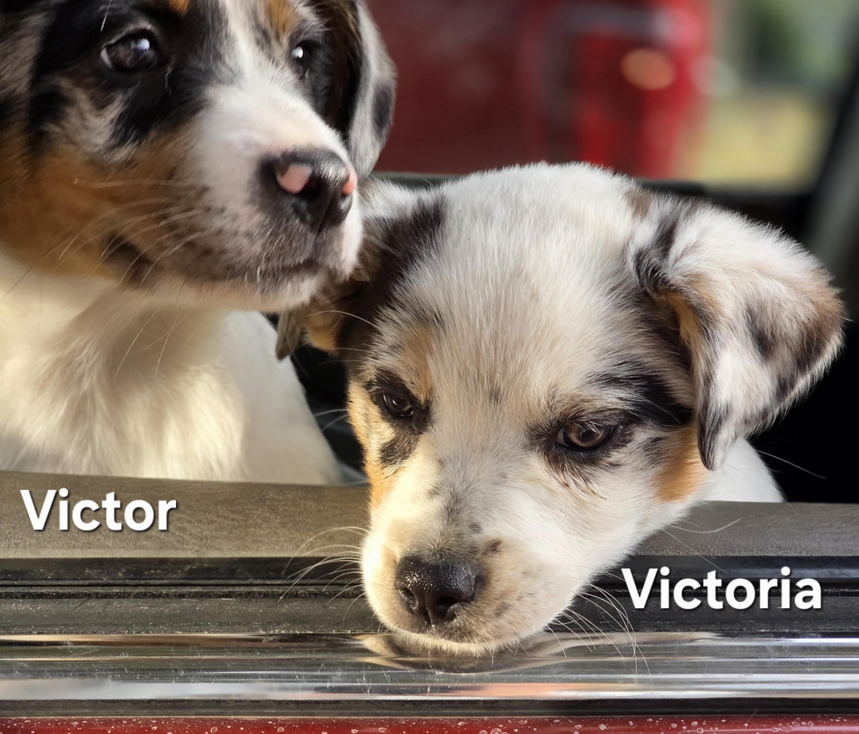 Victoria , an adopted Australian Shepherd in Warren, RI image 4/6