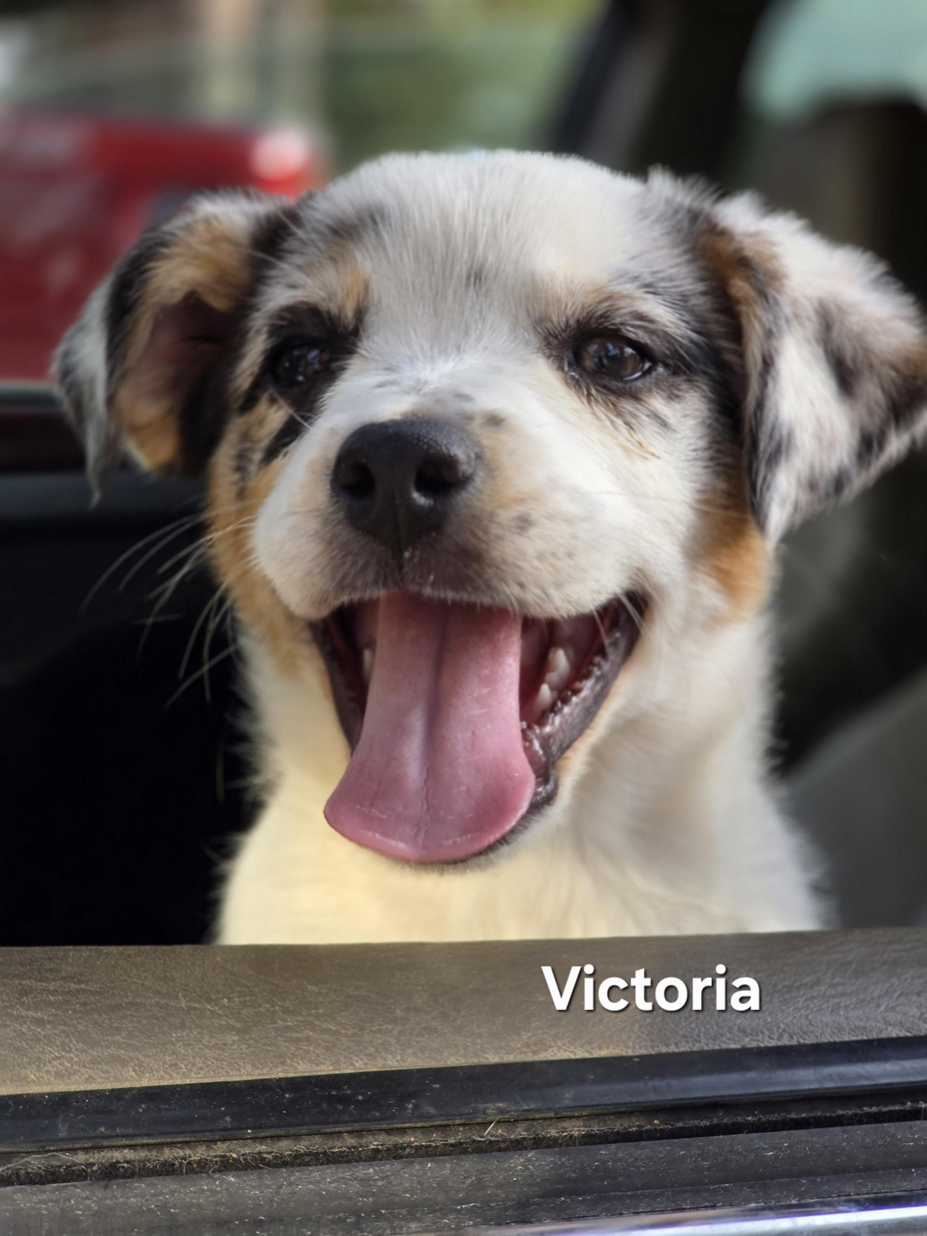 Victoria , an adopted Australian Shepherd in Warren, RI image 1/6