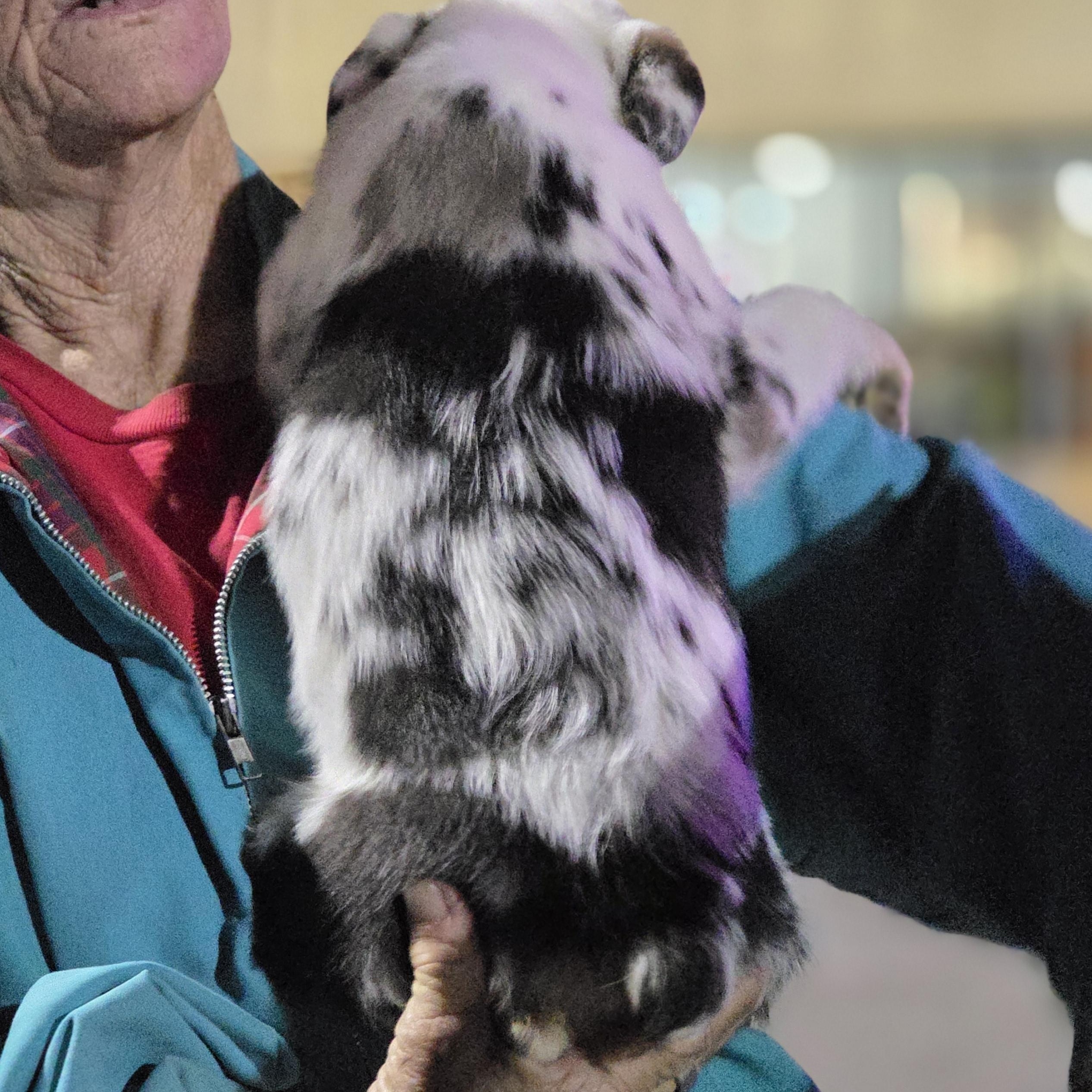 Victoria , an adopted Australian Shepherd in Warren, RI image 3/6