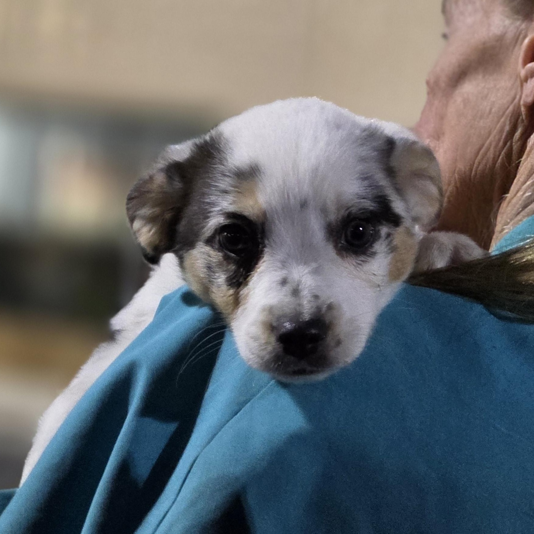 Victoria , an adopted Australian Shepherd in Warren, RI image 6/6