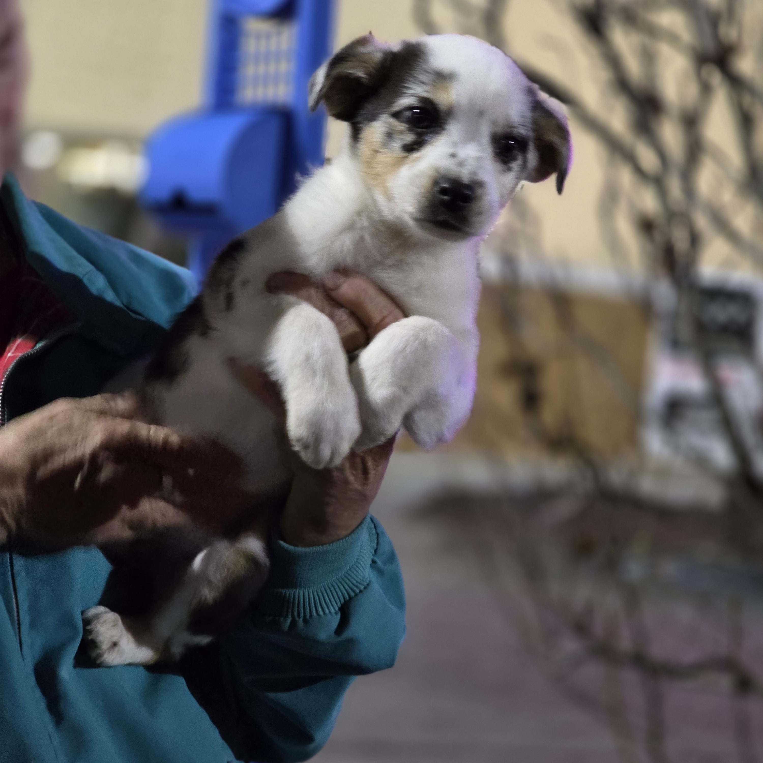 Victoria , an adopted Australian Shepherd in Warren, RI image 2/6