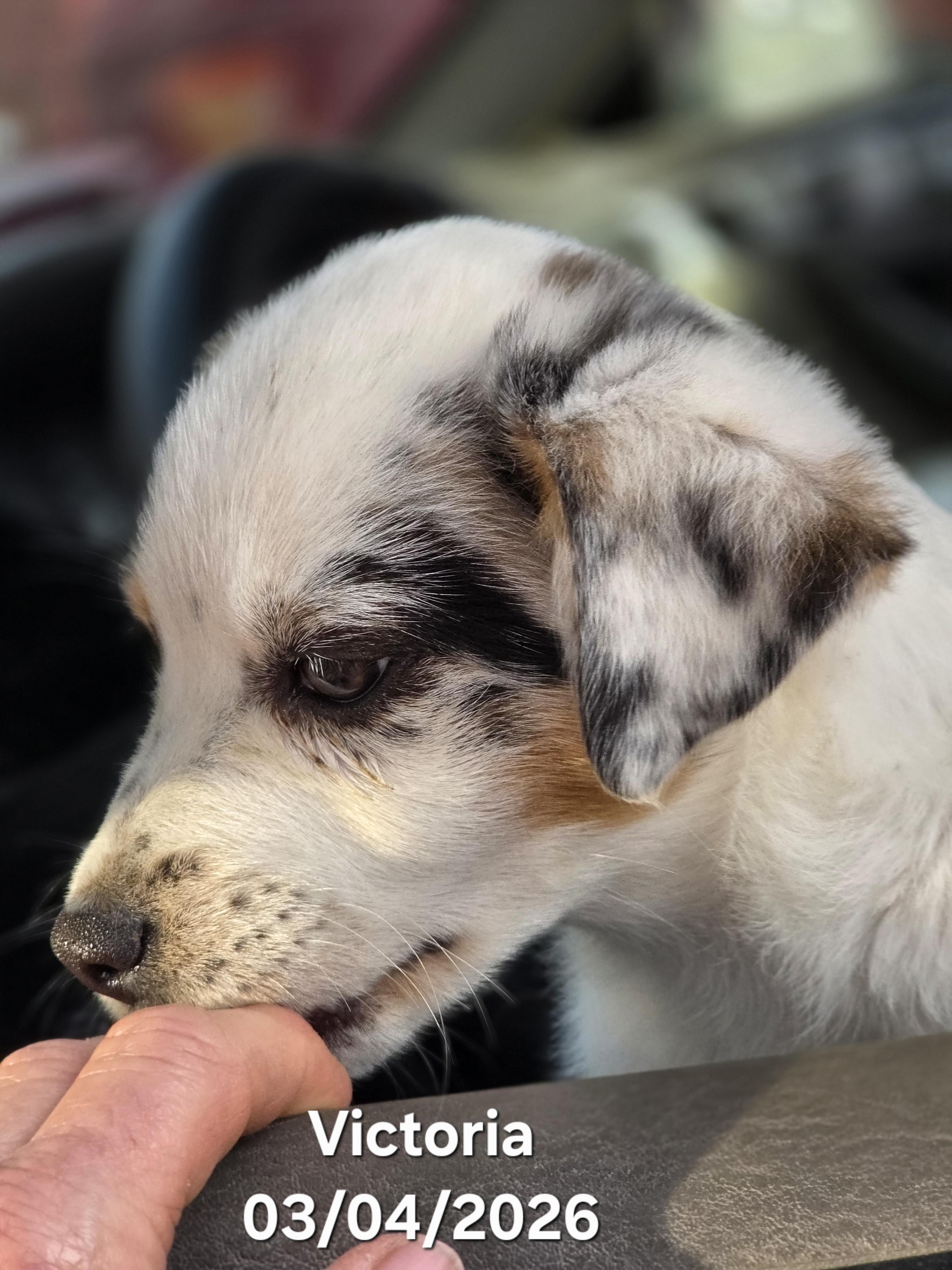 Victoria , an adopted Australian Shepherd in Warren, RI image 5/6