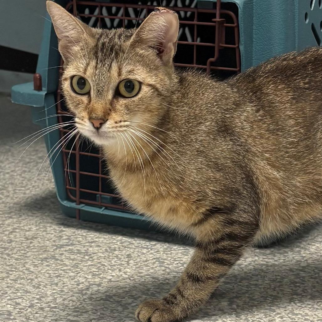 Goldie, Adoptable, Young Female Domestic Short Hair.