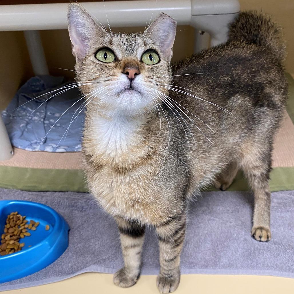 Enlarge Goldie, a Adoptable Domestic Short Hair in East Hanover, NJ image 2/6