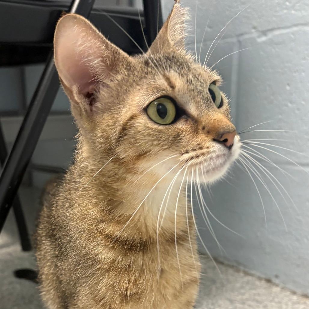 Enlarge Goldie, a Adoptable Domestic Short Hair in East Hanover, NJ image 3/6