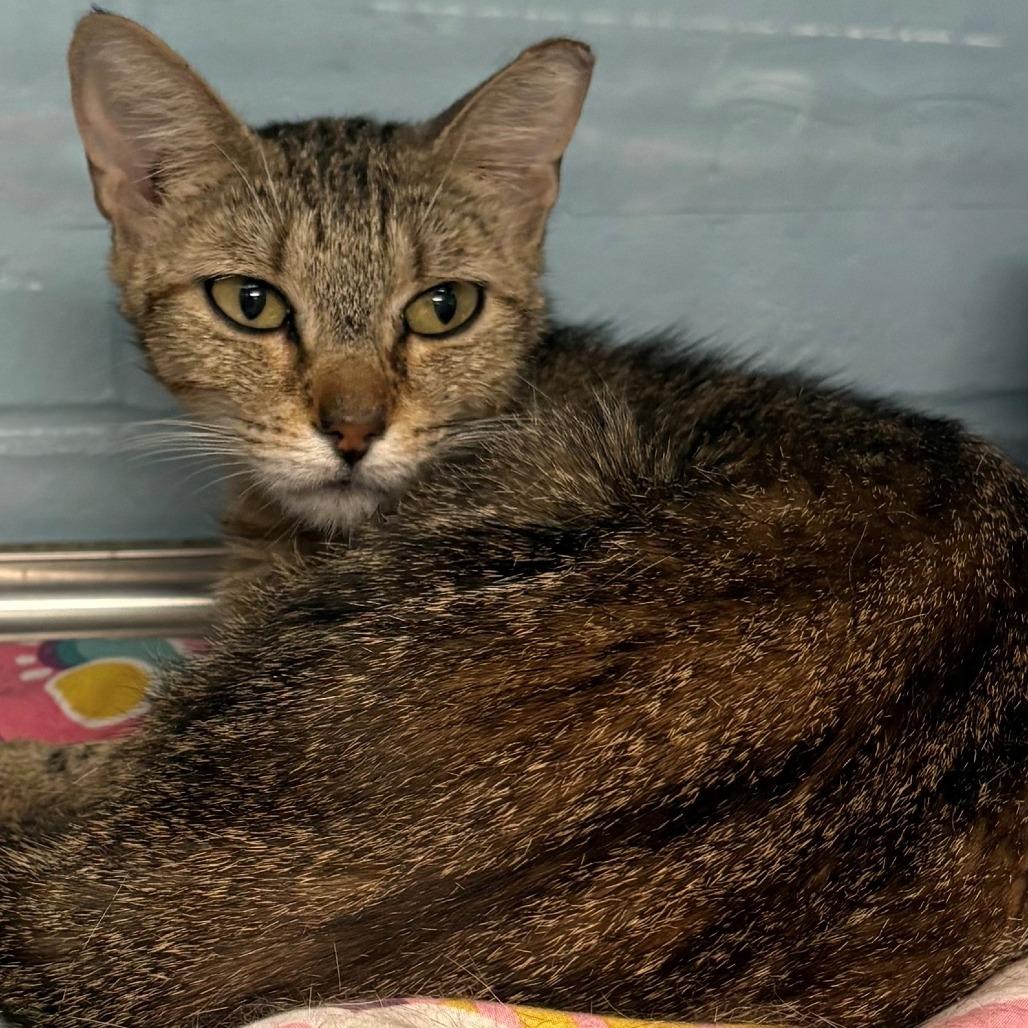 Enlarge Goldie, a Adoptable Domestic Short Hair in East Hanover, NJ image 4/6
