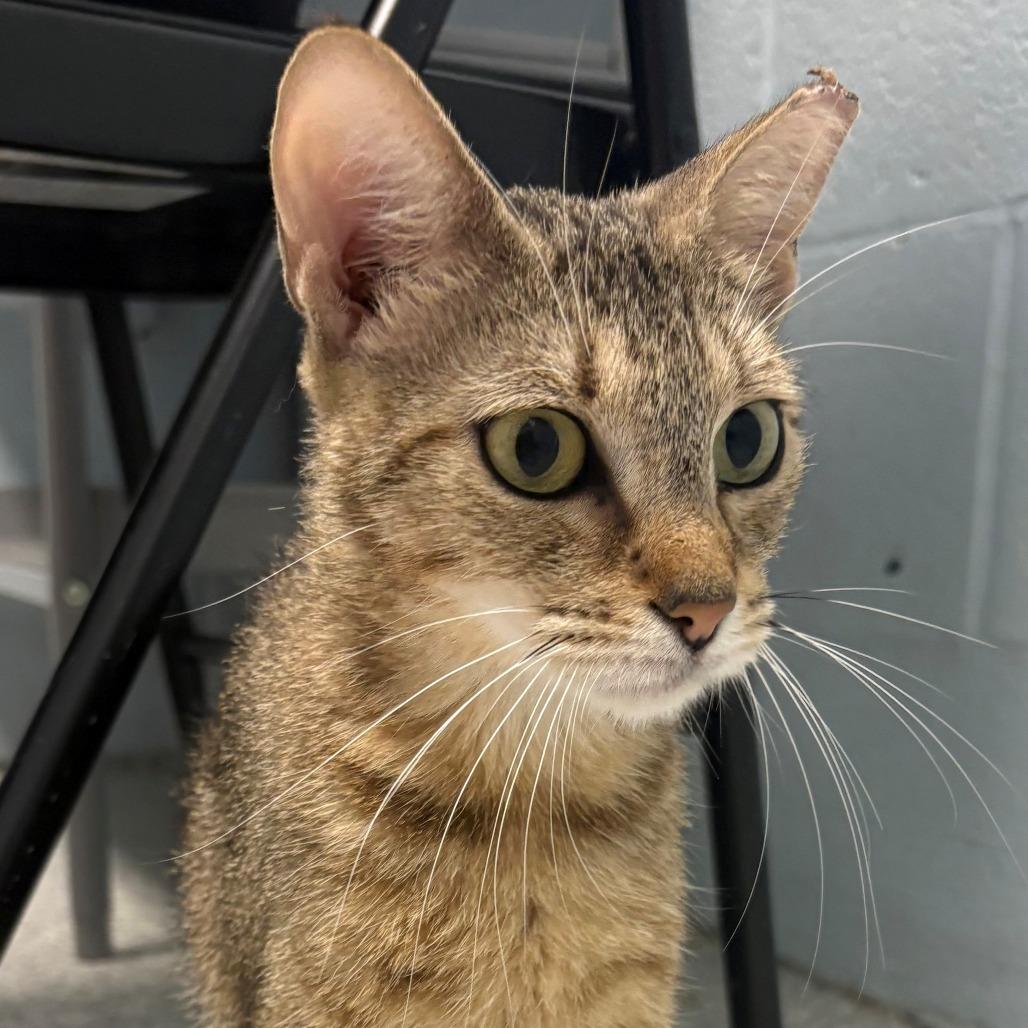 Enlarge Goldie, a Adoptable Domestic Short Hair in East Hanover, NJ image 5/6