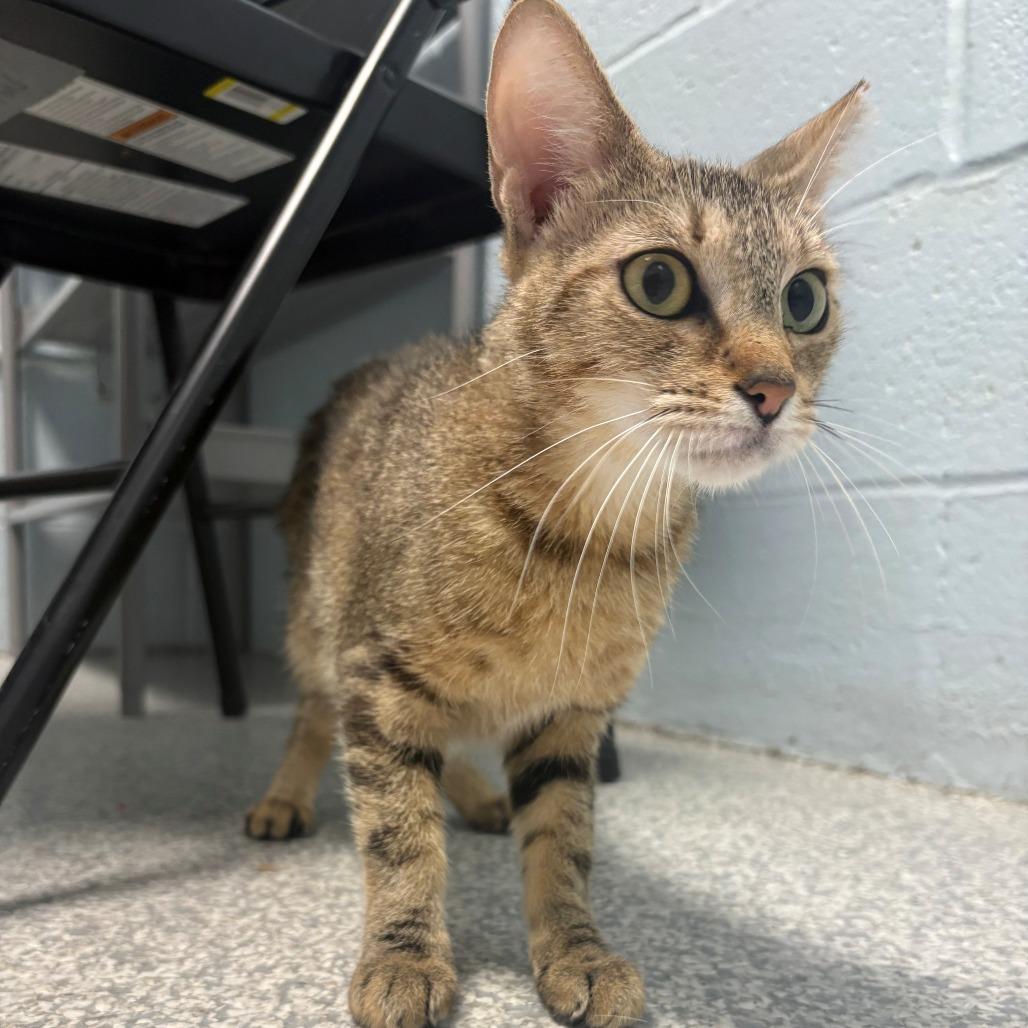 Enlarge Goldie, a Adoptable Domestic Short Hair in East Hanover, NJ image 6/6