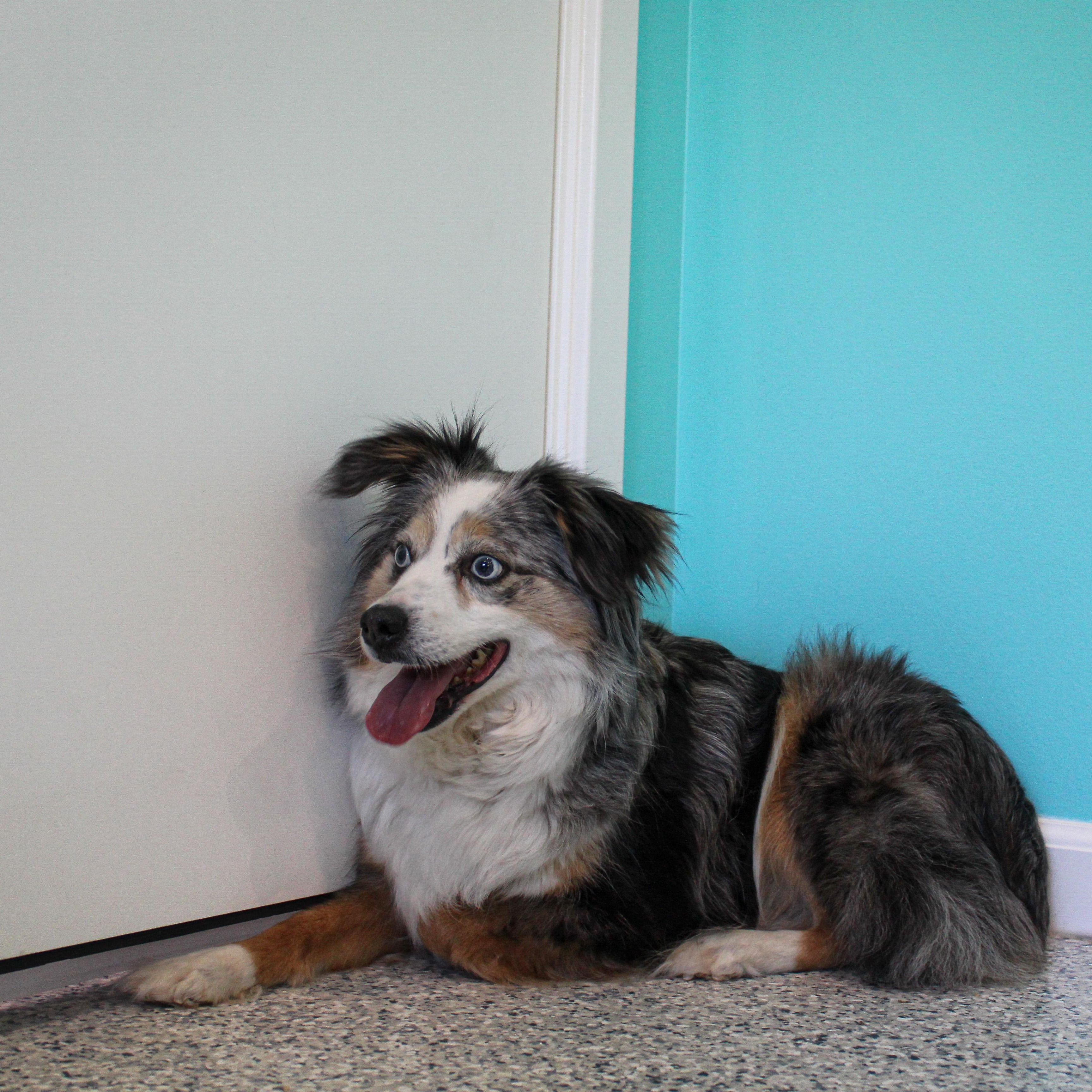 Enlarge Mystic, a ADOPTABLE Australian Shepherd in Hutchinson, MN image 3/3