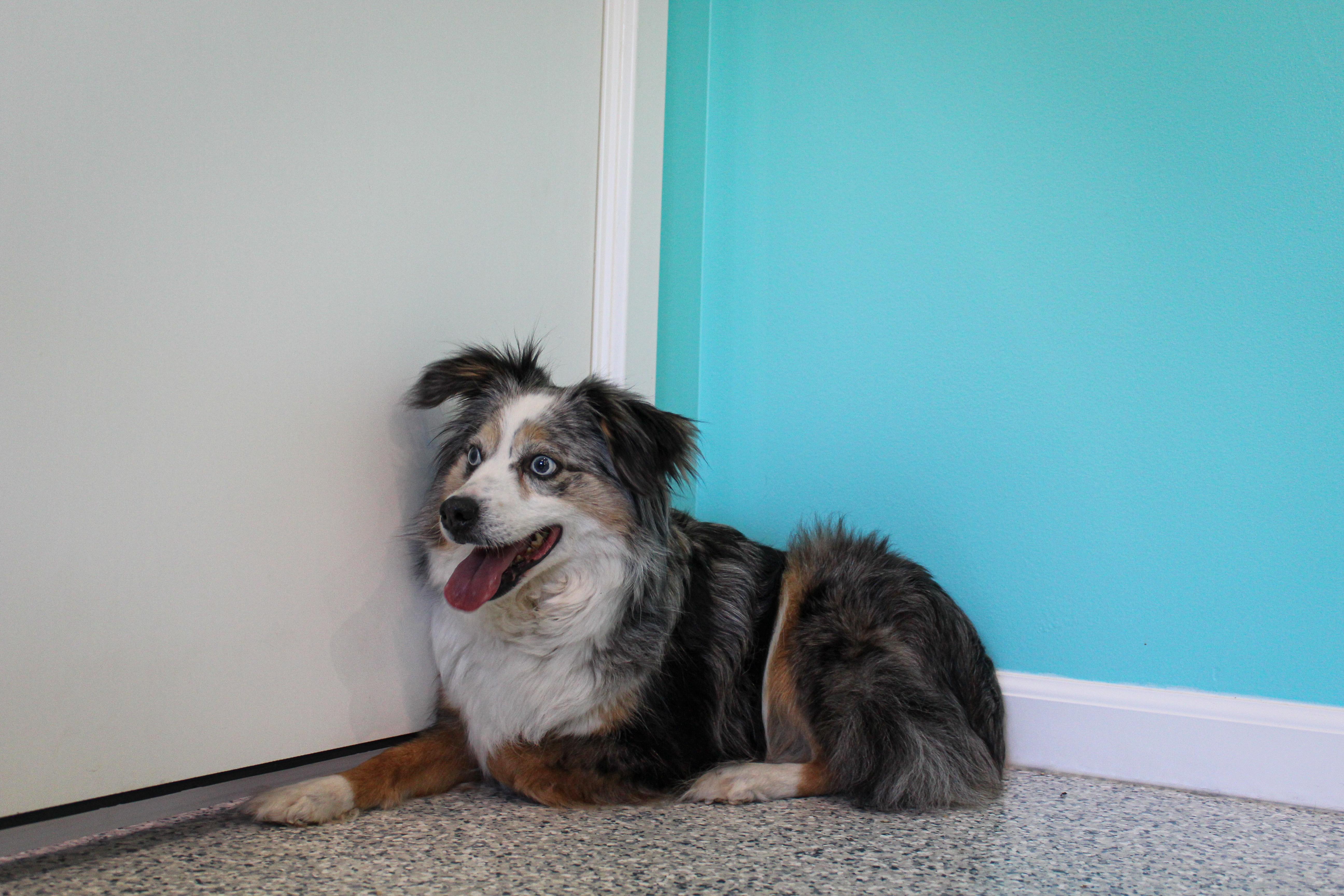 Mystic, a ADOPTABLE Australian Shepherd in Hutchinson, MN image 3/3