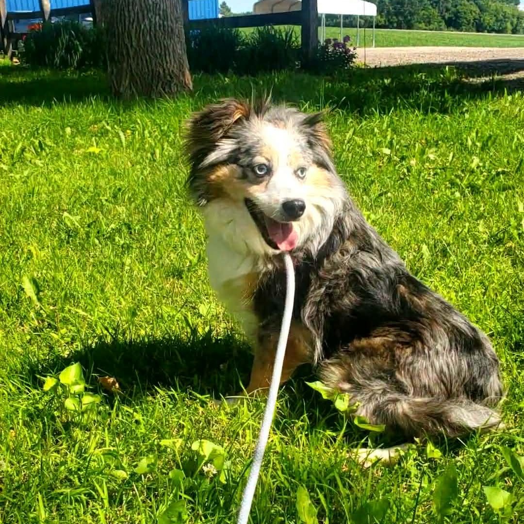 Enlarge Mystic, a ADOPTABLE Australian Shepherd in Hutchinson, MN image 3/4