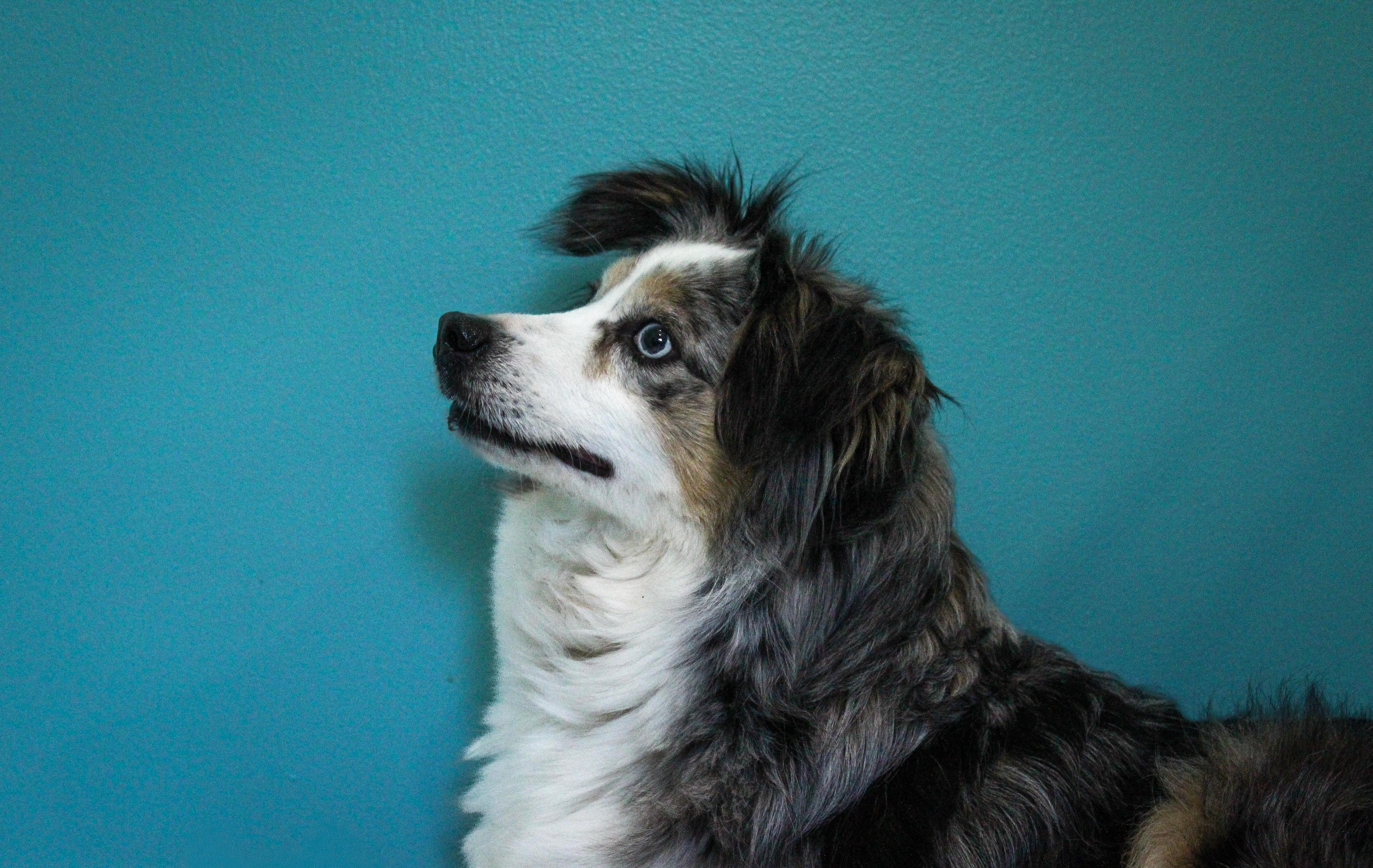 Mystic, ADOPTABLE, Adult Female Australian Shepherd.