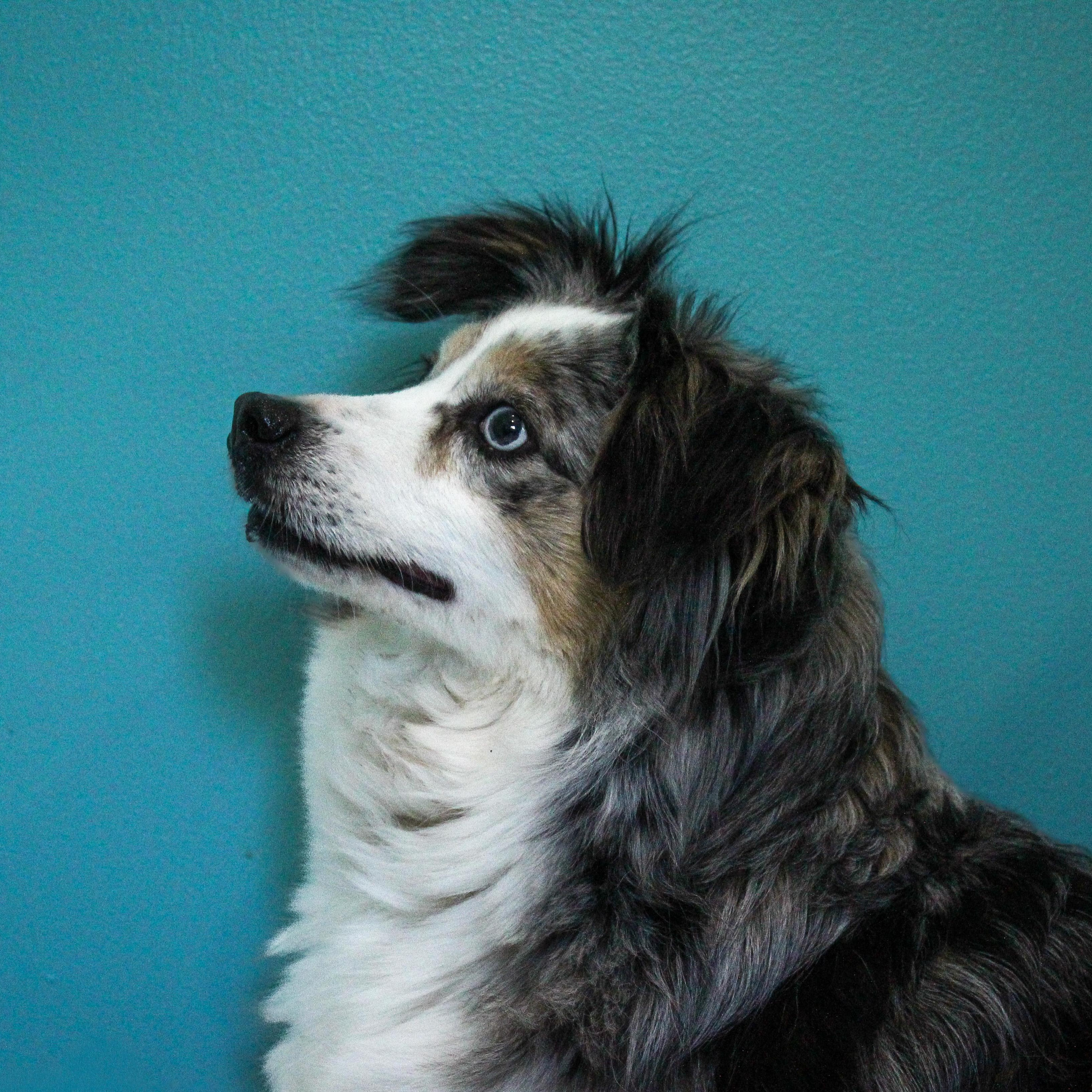 Enlarge Mystic, a ADOPTABLE Australian Shepherd in Hutchinson, MN image 2/3