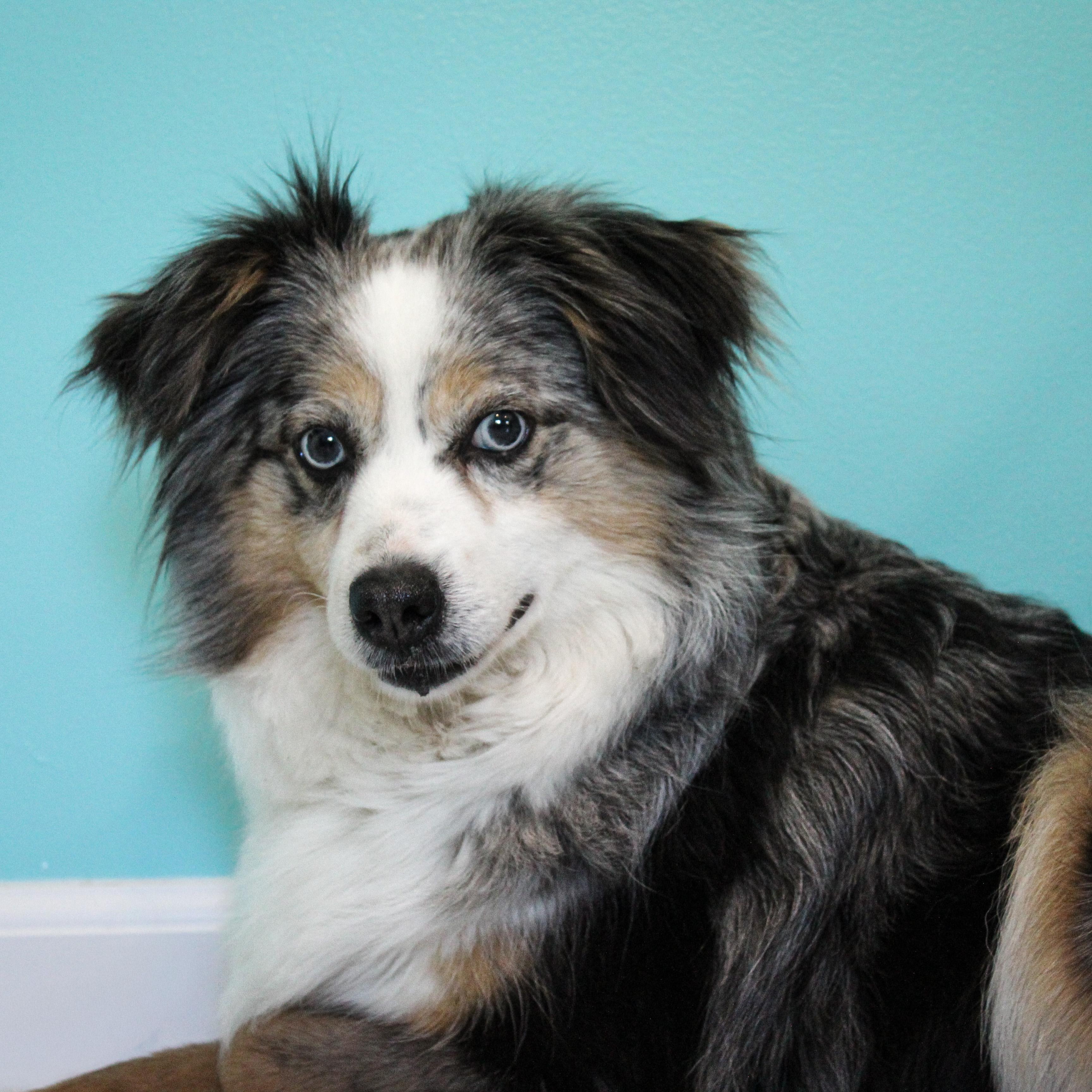 Mystic, ADOPTABLE, Adult Female Australian Shepherd.