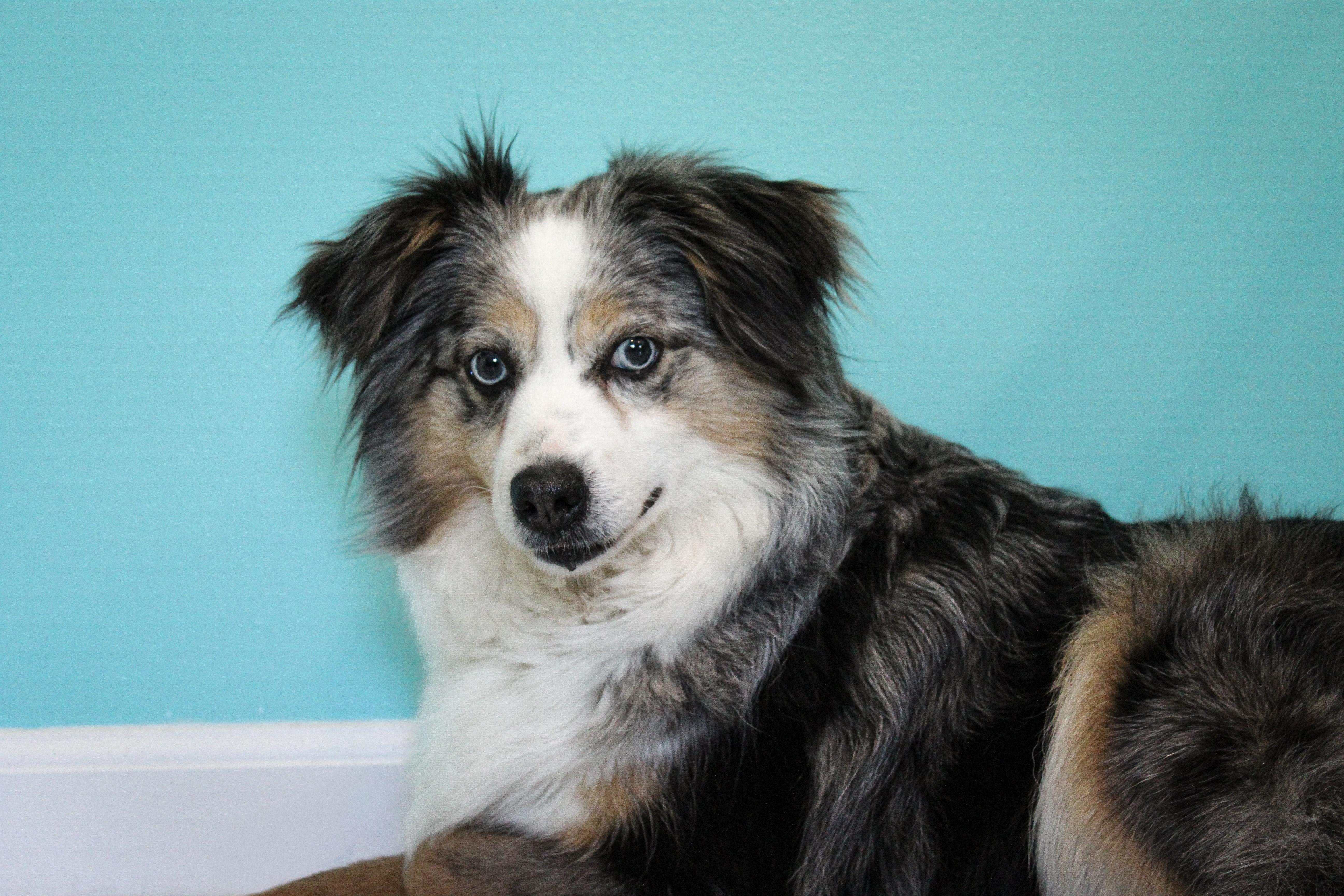 Mystic, a ADOPTABLE Australian Shepherd in Hutchinson, MN image 2/3