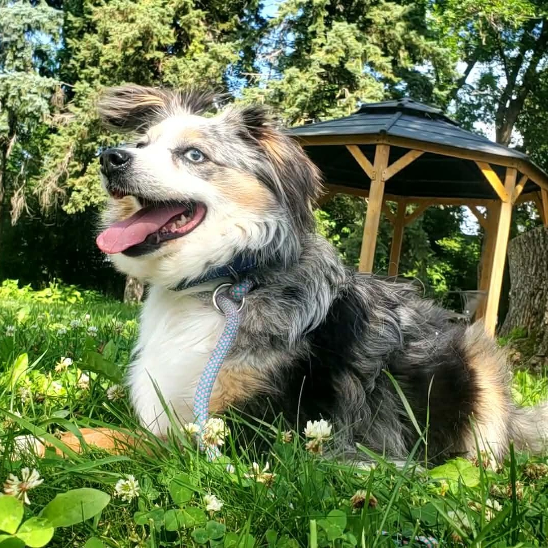 Enlarge Mystic, a ADOPTABLE Australian Shepherd in Hutchinson, MN image 2/4