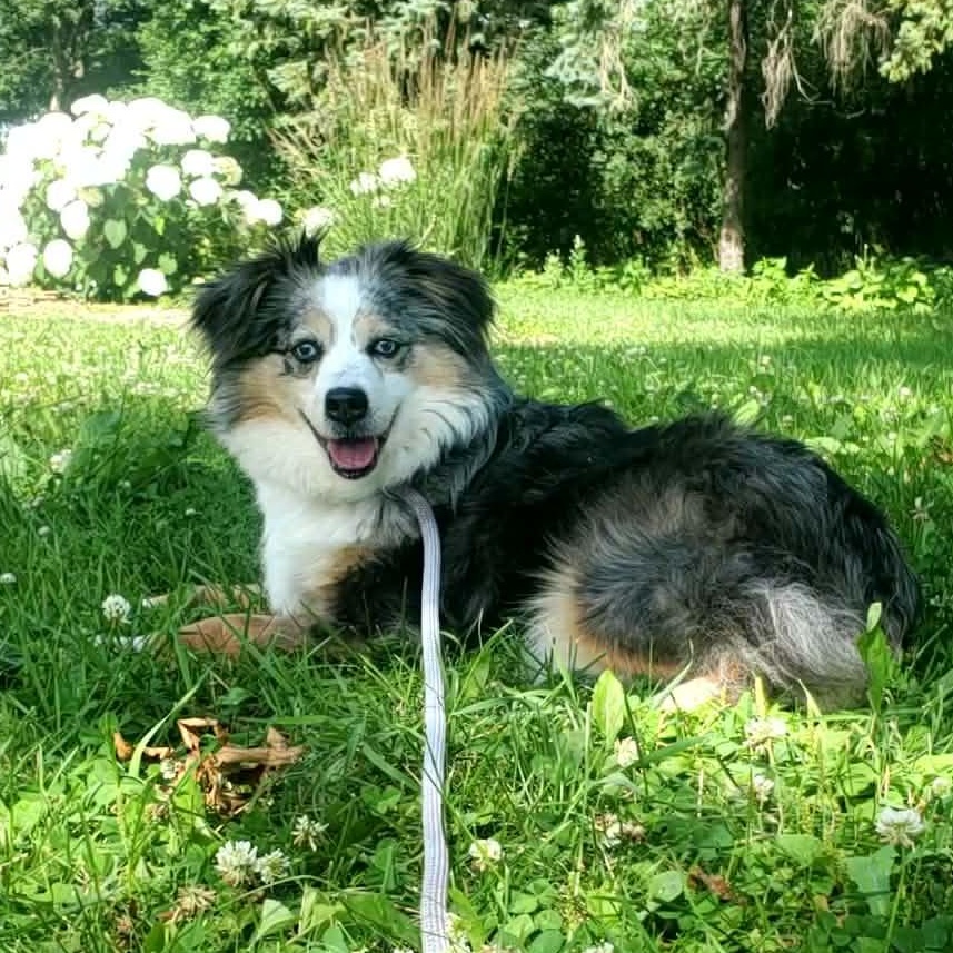 Enlarge Mystic, a ADOPTABLE Australian Shepherd in Hutchinson, MN image 1/4