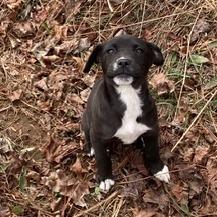 CT Daisy avail Feb 28, Adoptable, Puppy Female Labrador Retriever.