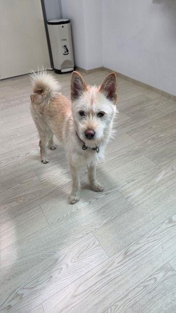 Enlarge AMONG, a Adoptable mixed breed in Agoura Hills, CA image 2/3