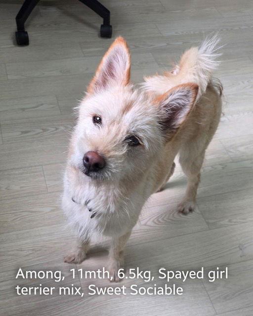 Enlarge AMONG, a Adoptable mixed breed in Agoura Hills, CA image 3/3