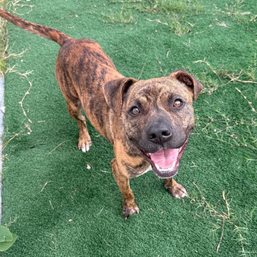 Apricot, a Adoptable Mixed Breed in Dickinson, TX image 1/6