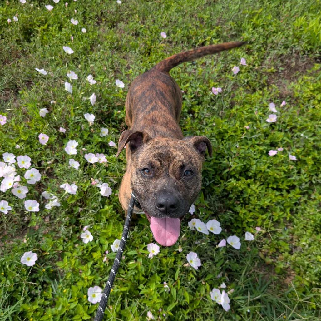 Apricot, a Adoptable Mixed Breed in Dickinson, TX image 2/6