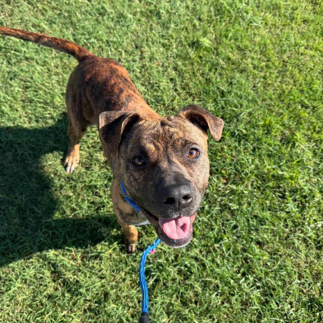 Apricot, a Adoptable Mixed Breed in Dickinson, TX image 3/6