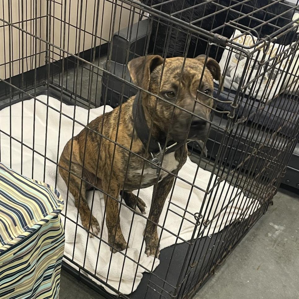 Apricot, a Adoptable Mixed Breed in Dickinson, TX image 4/6