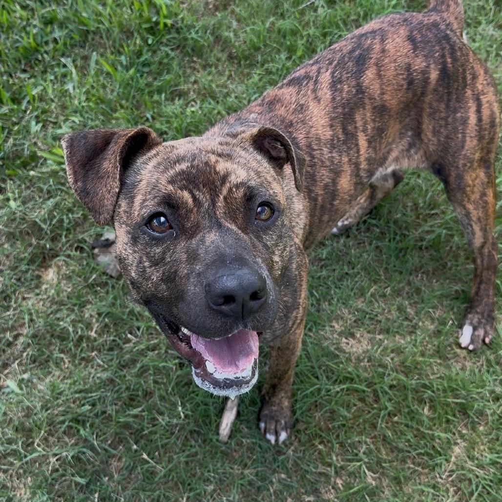 Apricot, a Adoptable Mixed Breed in Dickinson, TX image 5/6