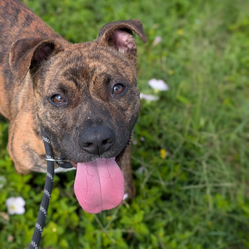 Apricot, a Adoptable Mixed Breed in Dickinson, TX image 6/6