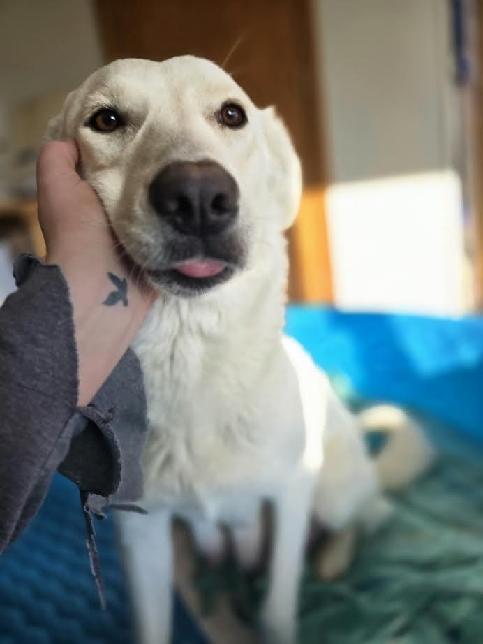 Martha May, ADOPTABLE, Young Female German Shepherd Dog.