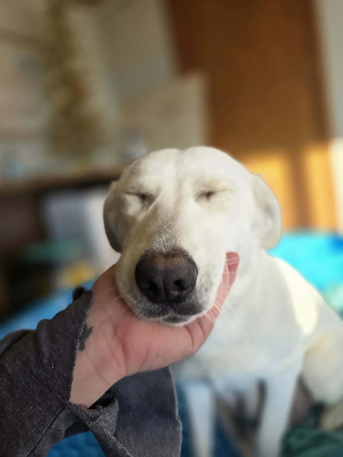 Enlarge Martha May, a ADOPTABLE mixed breed in Manhattan, KS image 4/6