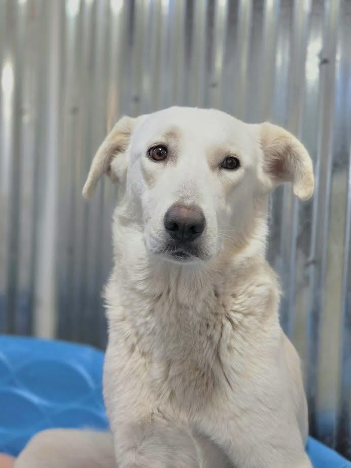 Enlarge Martha May, a ADOPTABLE mixed breed in Manhattan, KS image 2/6