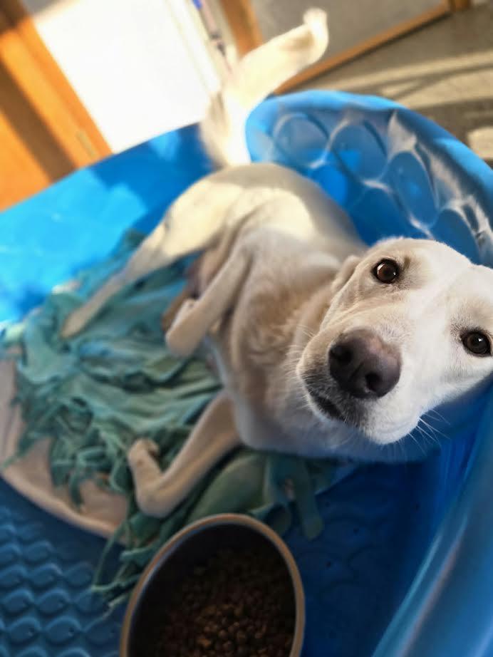 Enlarge Martha May, a ADOPTABLE mixed breed in Manhattan, KS image 3/6