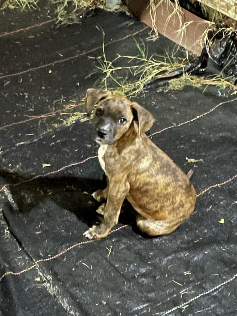Photo of Baby Male Hound Brindle