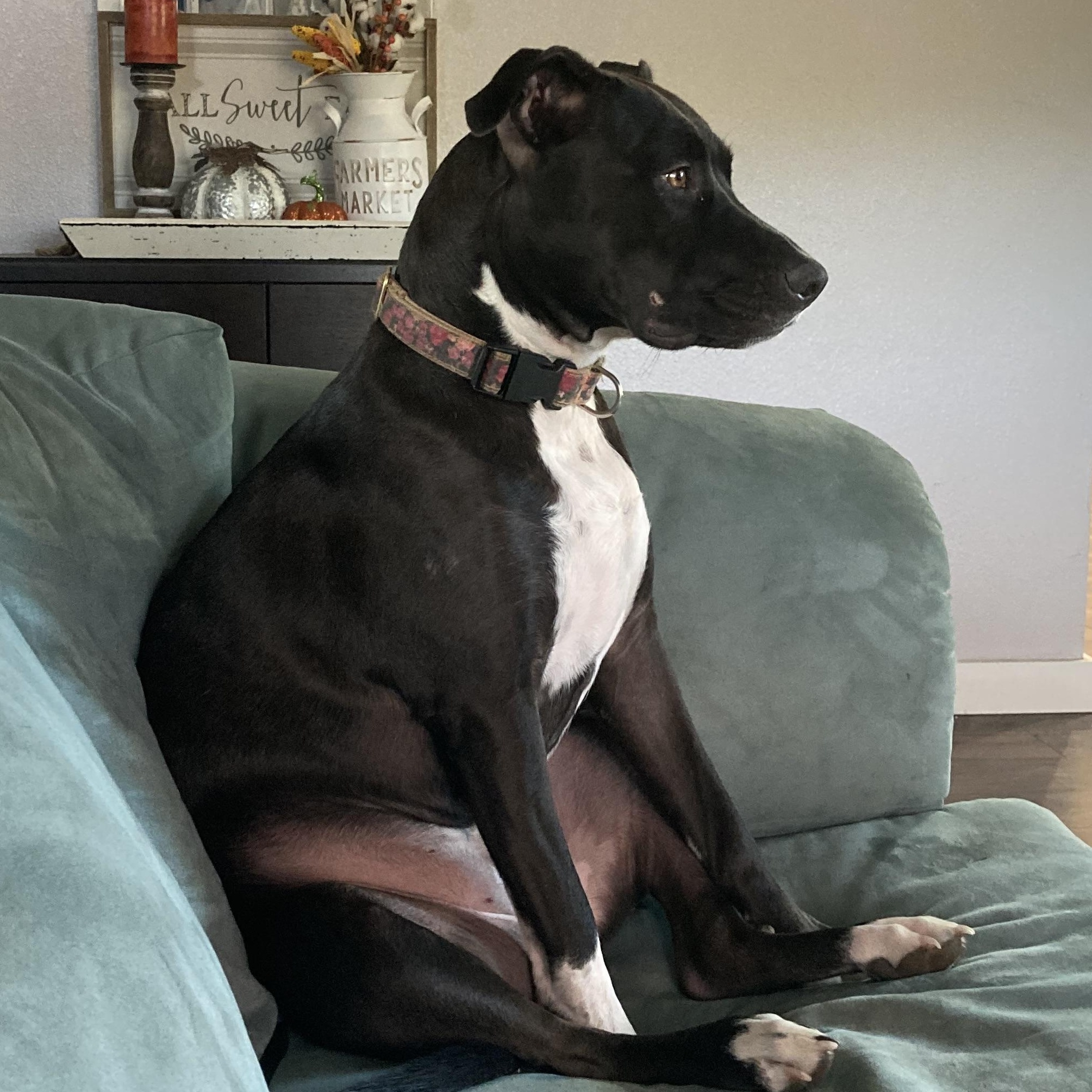 Enlarge Luna, a Adoptable mixed breed in Shingletown, CA image 2/4
