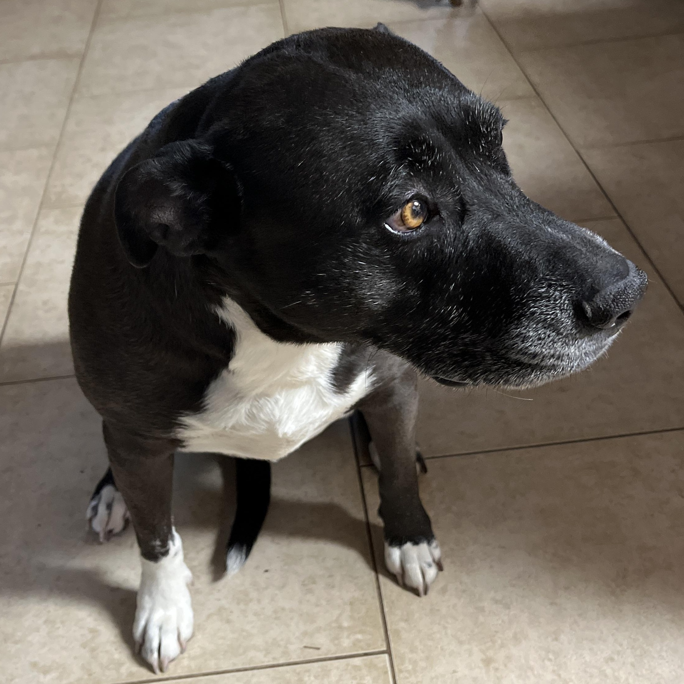 Enlarge Luna, a Adoptable mixed breed in Shingletown, CA image 3/4