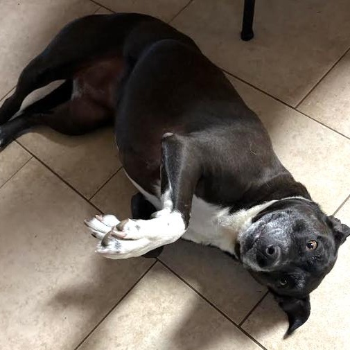 Luna, Adoptable, Adult Female Black Labrador Retriever & Pit Bull Terrier.