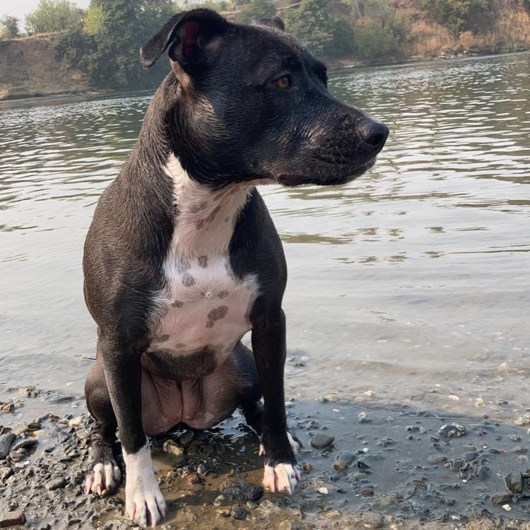 Enlarge Luna, a Adoptable mixed breed in Shingletown, CA image 4/4