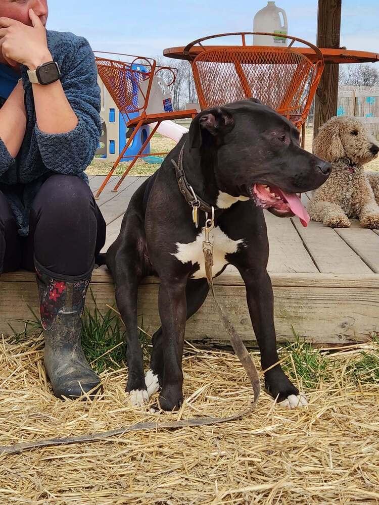 Enlarge Alan, a Adoptable mixed breed in Xenia, OH image 2/6