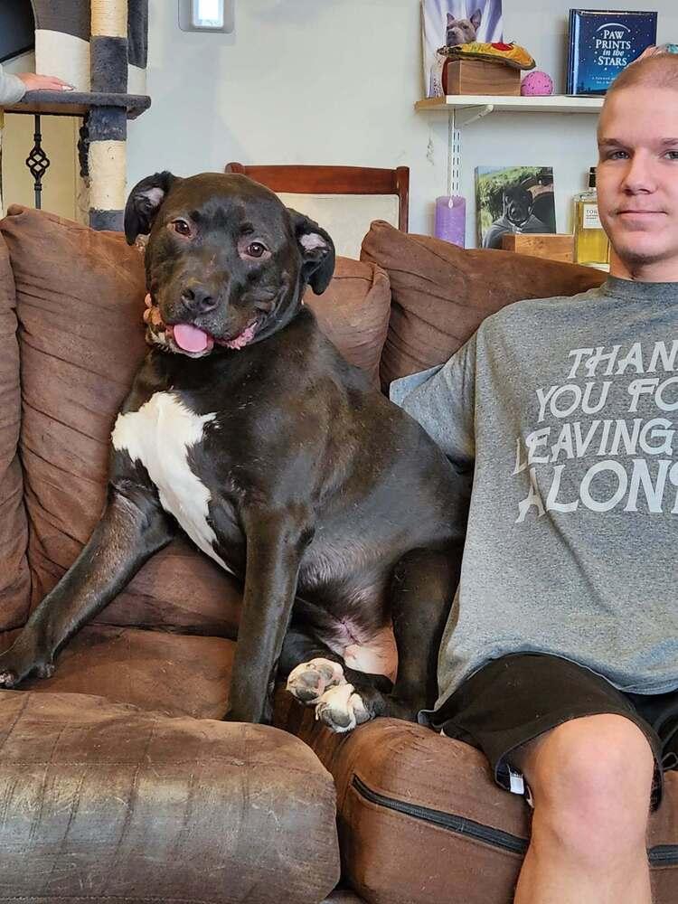 Enlarge Alan, a Adoptable mixed breed in Xenia, OH image 3/6