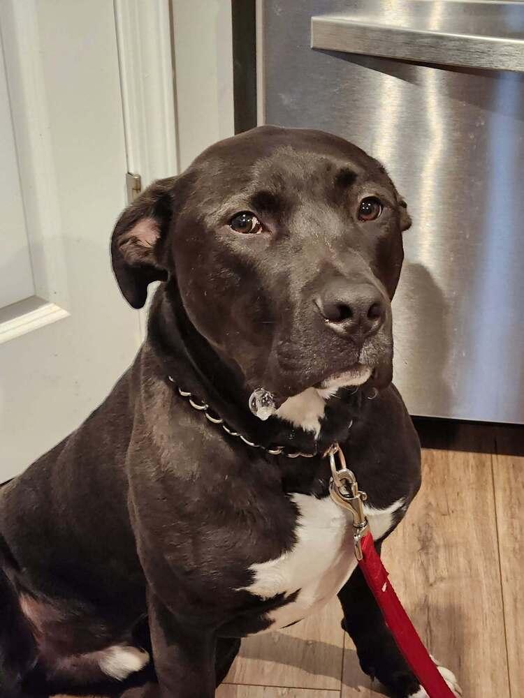Enlarge Alan, a Adoptable mixed breed in Xenia, OH image 6/6