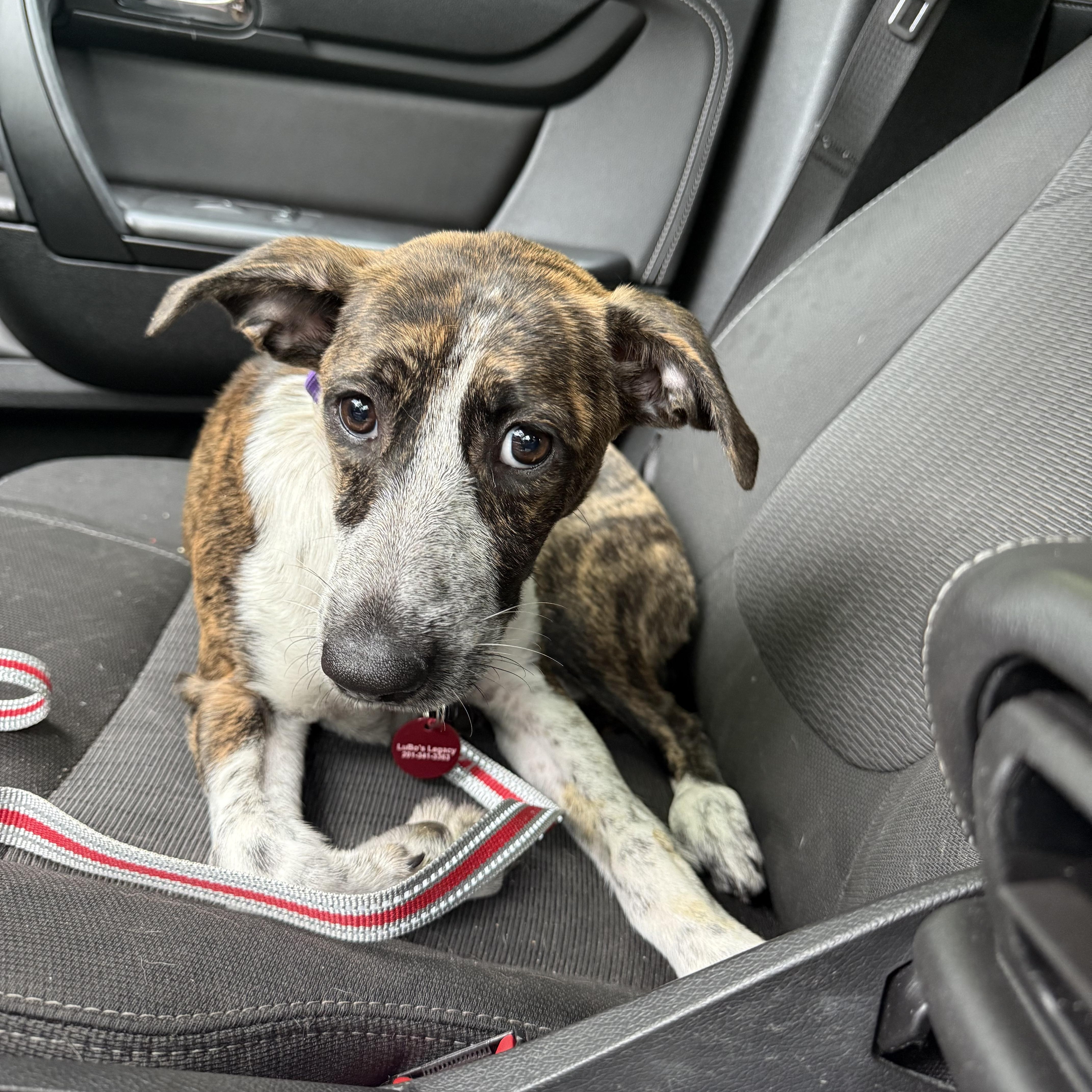 Enlarge Mavi, a Adopted mixed breed in Medford, NJ image 2/5