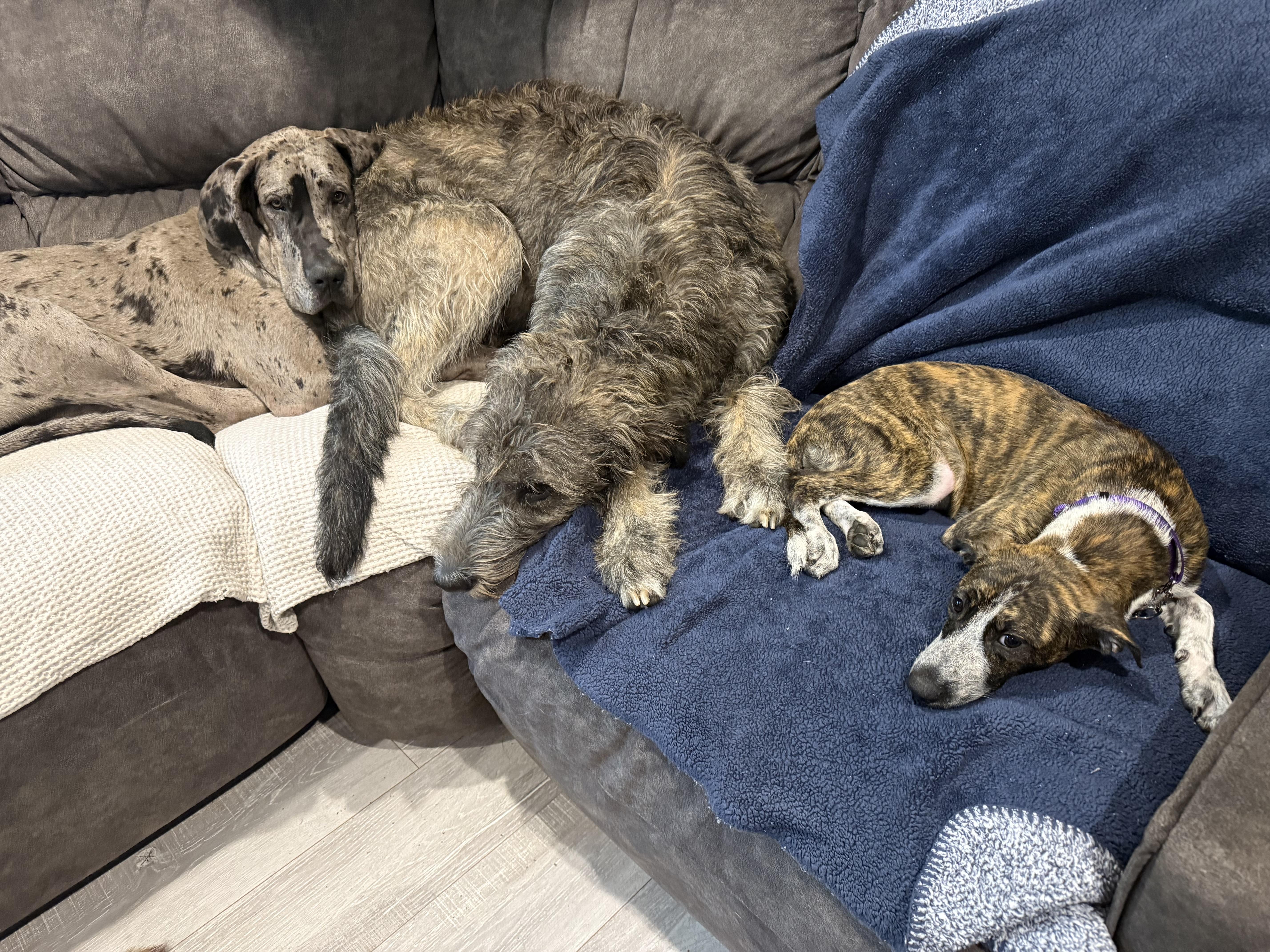 Enlarge Mavi, a Adopted mixed breed in Medford, NJ image 3/5