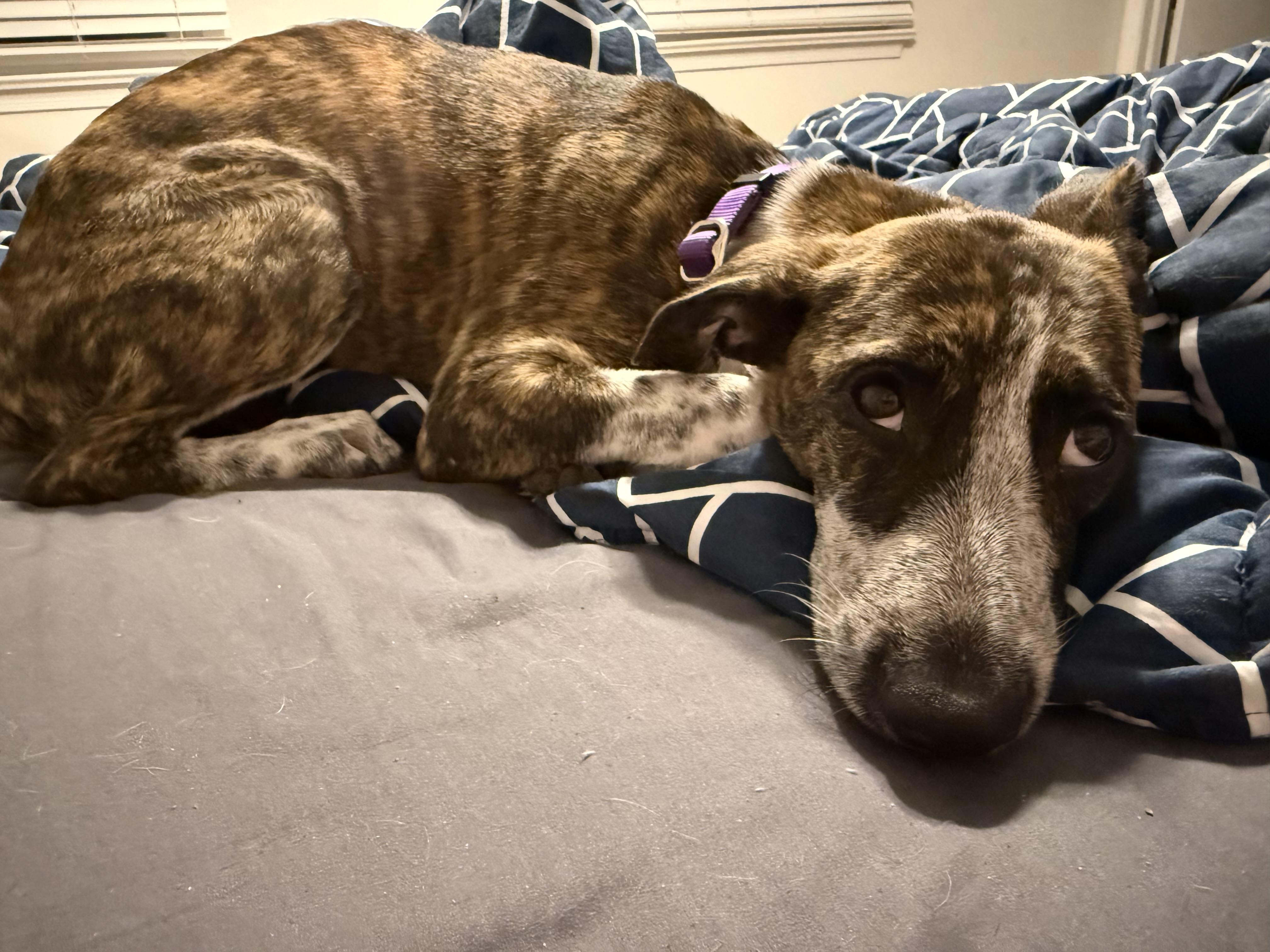 Enlarge Mavi, a Adopted mixed breed in Medford, NJ image 4/5