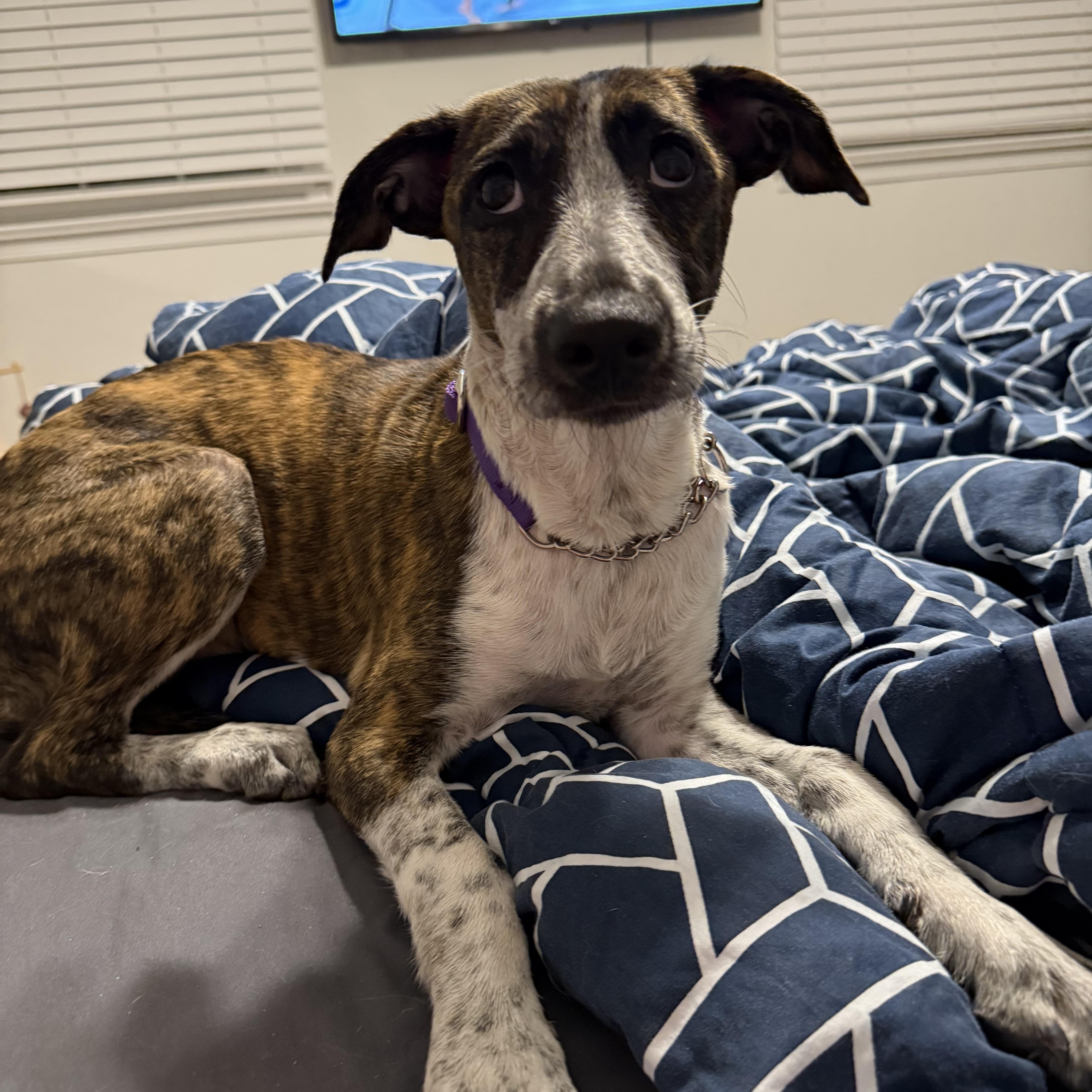 Mavi, Adopted, Young Female Whippet.