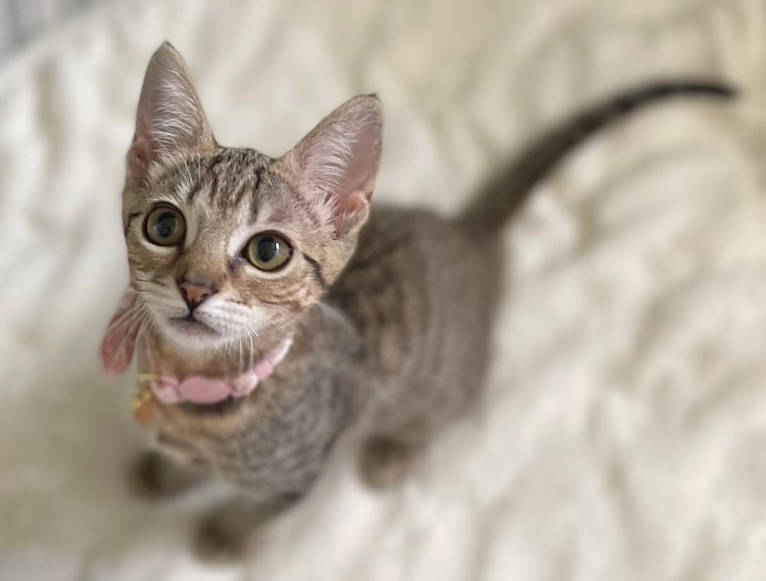 Enlarge Misty, an adopted Domestic Short Hair in Honolulu, HI image 1/5