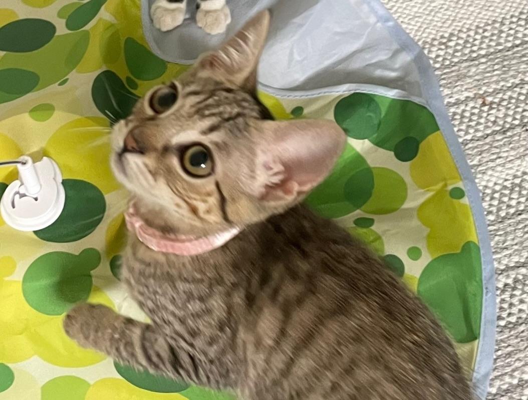 Enlarge Misty, an adopted Domestic Short Hair in Honolulu, HI image 2/5